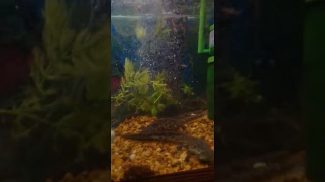 Иглистые тритоны смотреть онлайн