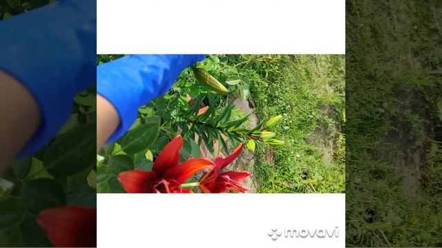 Лилия крупная Ред Твин махровая Red Twin высокая смотреть онлайн