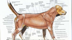 Как определить пол щенка: мальчик или девочка