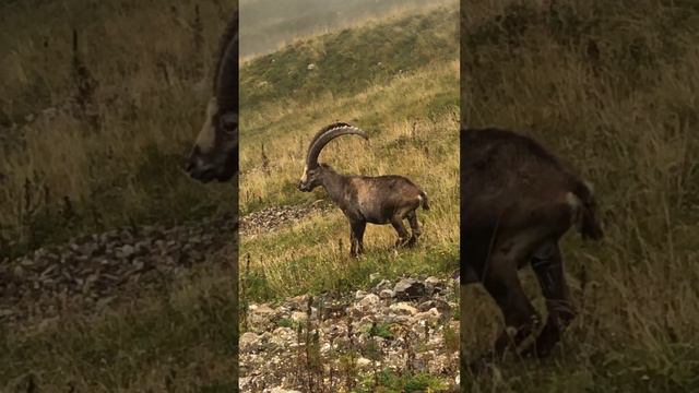Горный козёл в немецких альпах. смотреть онлайн