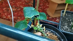 Огурец Подарок и Комнатный.Подкормки  и проблемы.