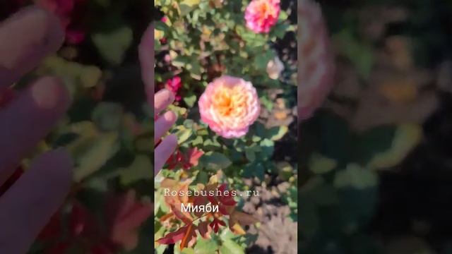 саженцы роз питомника растений rosebushes.ru. Распеберри Элеганс и Мияби смотреть онлайн