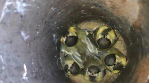 Гнездо синицы в трубе. Редкие кадры. От яйца до птицы за три минуты.