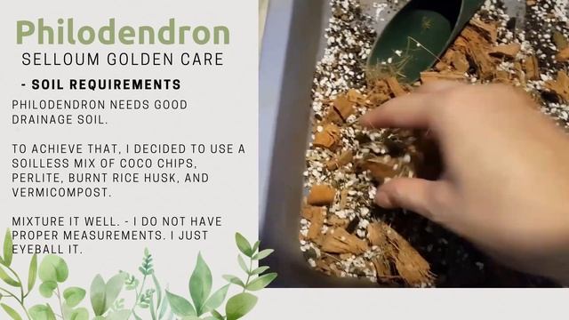 #14 Philodendron Selloum Golden Care And Potting Mix | SG HDB Balcony Garden смотреть онлайн