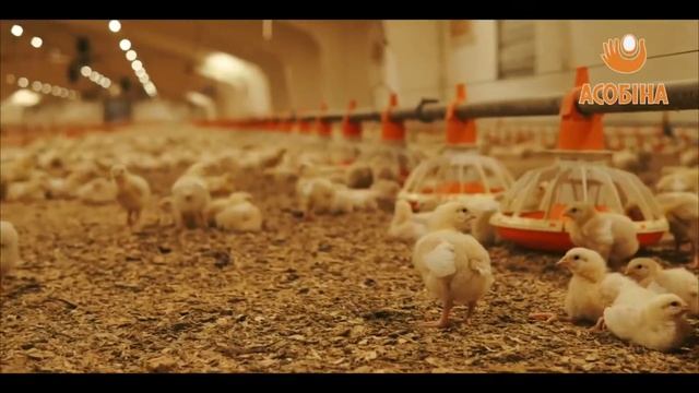 ?Асобiна-природное качество и полезная еда для всей семьи! смотреть онлайн