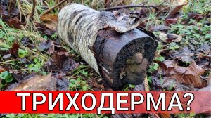 как вырастить дома триходерму - НИКАК выращивать дома триходерму смертельно опасно