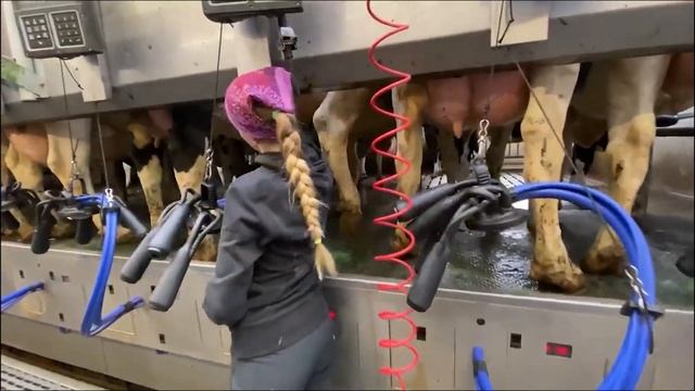 How To Earn Money From Milking Cows Amazing Transporting Newborn Calves Funny Moments On The Farm смотреть онлайн
