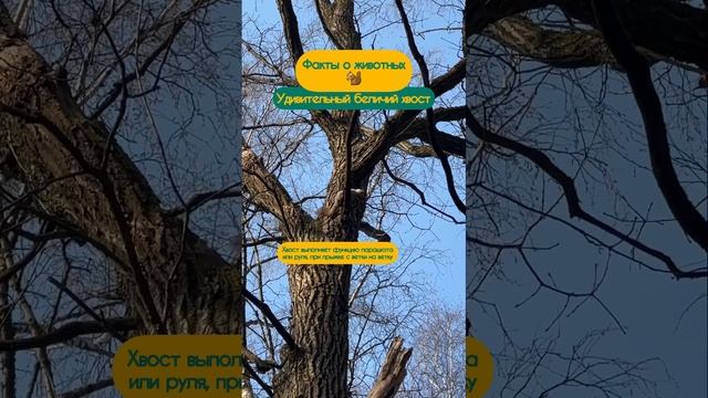 Наверное, за таким и ухаживать трудно? Подписывайся, чтобы не пропустить факты о животных!) смотреть онлайн