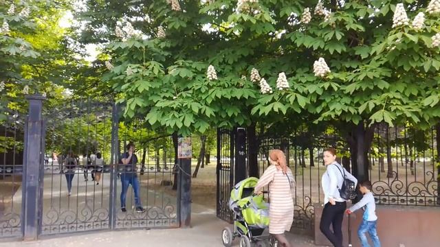 Любуюсь цветением каштанов, как японцы сакурой... смотреть онлайн