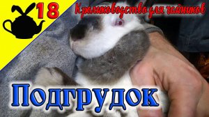 ПОДГРУДОК у кроликов / Кролиководство для чайников 18