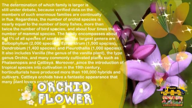 Orchid Flower смотреть онлайн