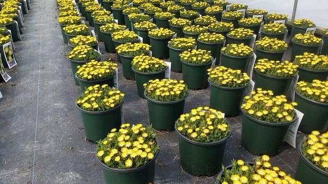 Delosperma Jewel Of Desert 'Peridot' (Ice Plant) // Stunning, Bright, Sun & Drought Tolerant