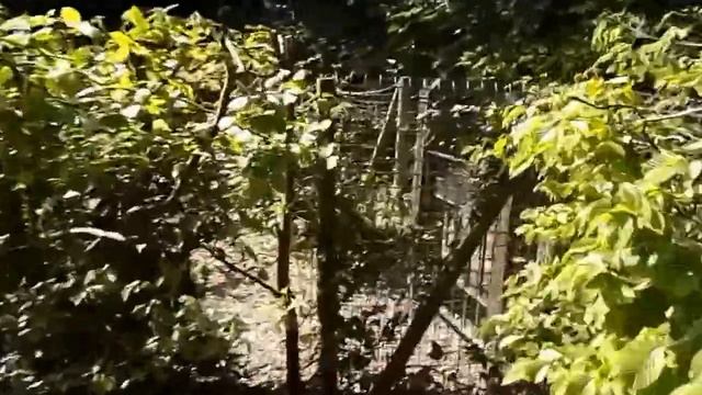 Walking through the Crystal Palace park maze/labyrinth смотреть онлайн