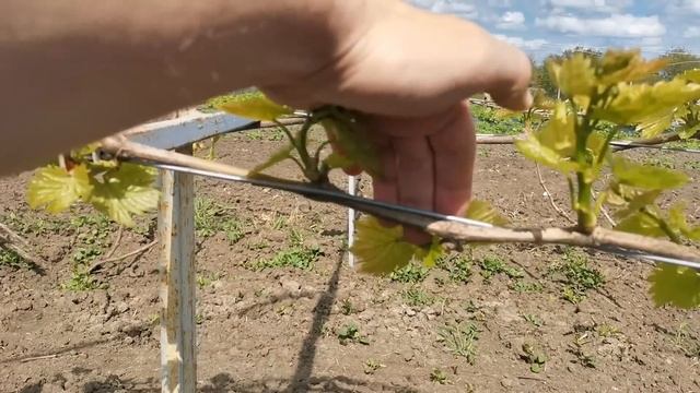 Чтобы урожай радовал, часть побегов на винограде нужно удалить/ Нормировка/ Май 2023 смотреть онлайн