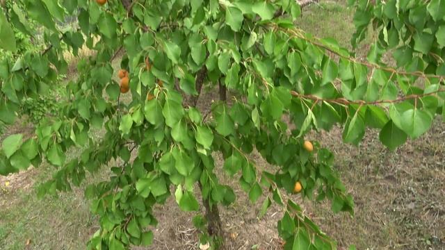 Абрикос с отличными характеристиками / Сорт ОДИССЕЙ / Новый сорт в нашей коллекции смотреть онлайн