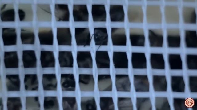 Самая простая кормушка для пчёл. Пластиковая бутылка с отверстием. Подкорм пчёл и Закорм в Зиму смотреть онлайн