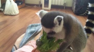 Кошачий лемур. Кольцехвостый лемур. Лемур Катта. Смежные животные.