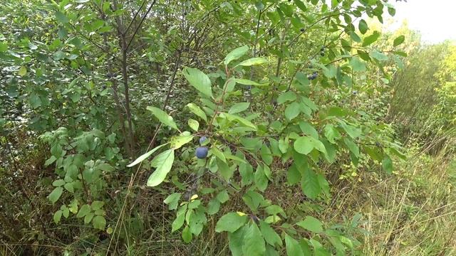 В лог в заброшенные сады, Пермь 10 сент 2022. смотреть онлайн