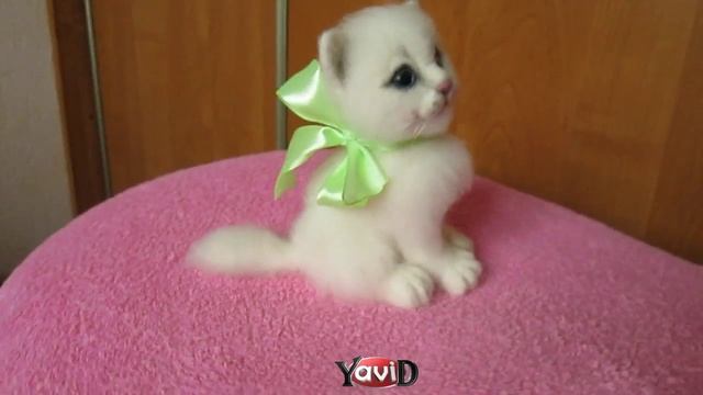 Валяние Котик смотреть онлайн