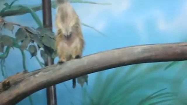 ЭКЗООПАРК. ИЮЛЬ 2015 смотреть онлайн