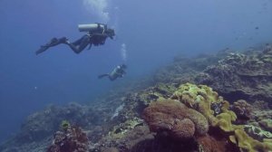 10 самых страшных нападений крокодилов, заснятых на камеру