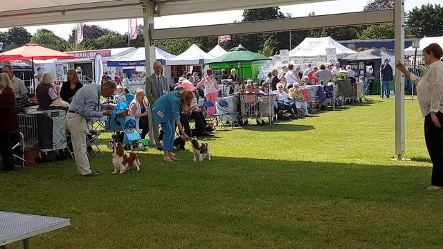 27.06.19 Windsor Championship. England. Виндзор, Англия, Выставка Кавалер кинг чарльз спаниель. смотреть онлайн