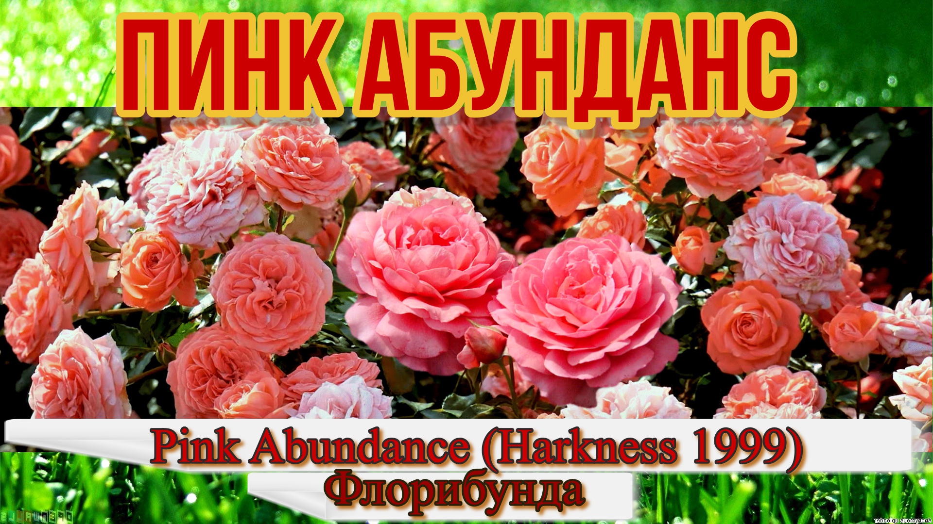 Роза Пинк Абунданс (флорибунда) - Pink Abundance (Harkness 1999) смотреть онлайн