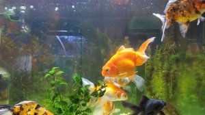 Золотые рыбки в 70-ти литровом аквариуме. Маленький аквариум?