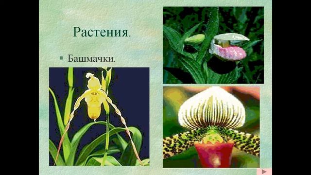 Презентация Ильменский заповедник смотреть онлайн