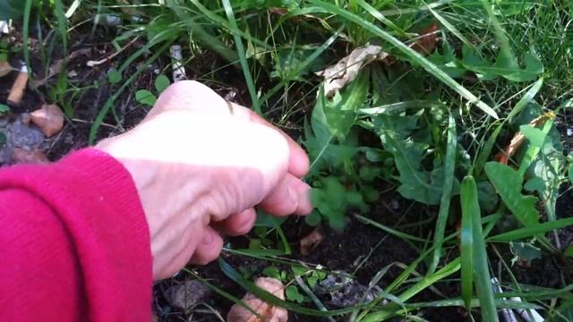 Полезные травы Одуванчик, мокрица, ромашка,лебеда смотреть онлайн