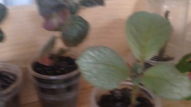 Эписции растут ))) смотреть онлайн