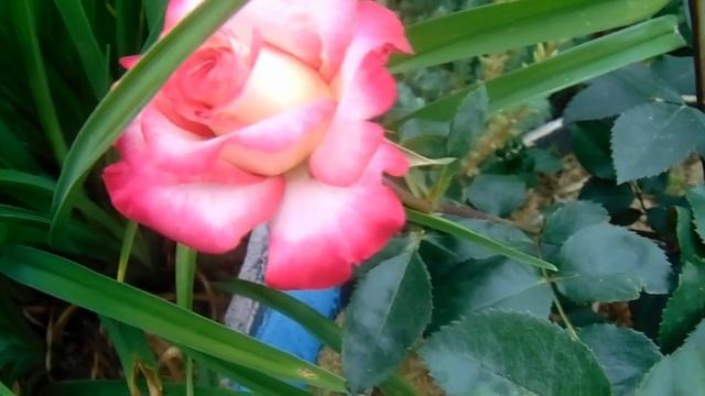 Чайно - гибридные розы для выращивания в Сибири. Сорта. смотреть онлайн