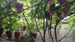 Виноград Маникюр фингер (Япония) на беседке 05.09.24 г. Виноградник Король В. Н. г.Краснодар