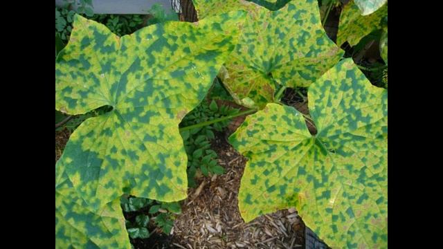 ЧЕМ ЗАБОЛЕЛИ МОИ КАБАЧКИ?! ВИРУСНАЯ МОЗАИКА- можно ли вылечить смотреть онлайн