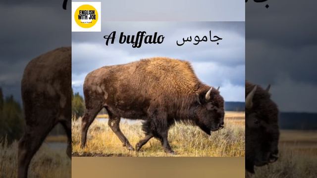 animal vocabulary смотреть онлайн