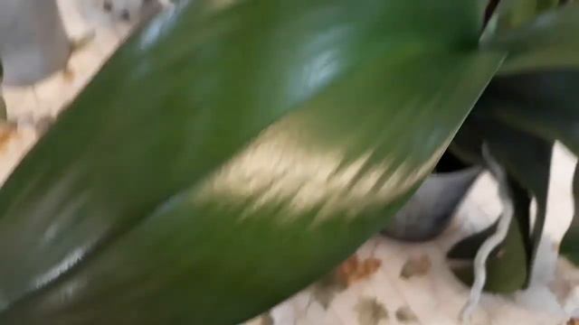 Творожные рогалики с маком. Утро выходного дня. Мои орхидеи. смотреть онлайн