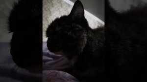 звуки для кошек включи это видео если не можешь найти свою кошку как привлечь внимание кота кошек