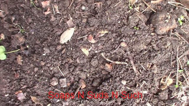 Plume Granny, Queen Anne's Pocket Melon, Vine Pomegranate seed sowing смотреть онлайн