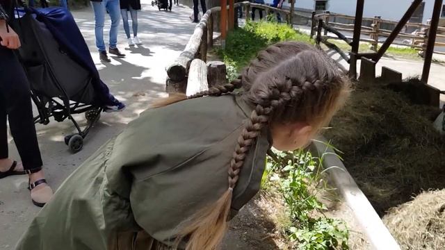 Самый комфортный зоопарк в мире. Вена. Австрия. Vienna zoo. 10 фото смотреть онлайн