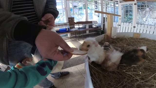 Трогательный зоопарк в Ялте часть II смотреть онлайн