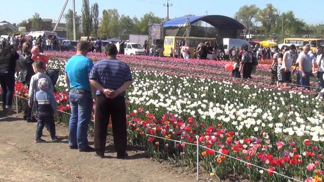 2018.04.22 - Тюльпанове поле в Мамаївцях смотреть онлайн