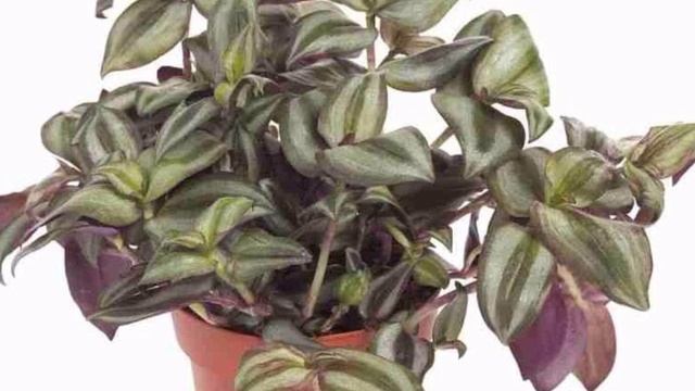 ТРАДЕСКАНСИЯ ГУЛИНИ КУПАЙТИРИЛИШИ ВА ПАРВАРИШИ ТУЛИҚ МАЛУМОТ. смотреть онлайн