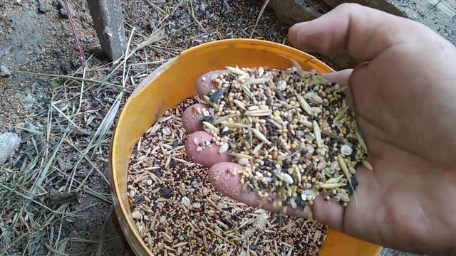 Канарейки по колхозному, и немного о кореллах. смотреть онлайн