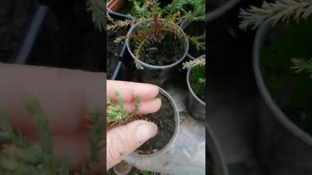 Секвойядендроны и Кипарисовики лоусона? смотреть онлайн