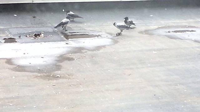 Серые вороны в очереди за косточкой смотреть онлайн