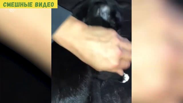 СМЕШНЫЕ ВИДЕО И ПРИКОЛЫ ПРО ЖИВОТНЫХ И ЛЮДЕЙ!!!FUNNY VIDEOS AND JOKES ABOUT ANIMALS AND PEOPLE!!! смотреть онлайн