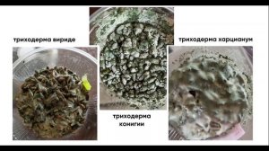Триходермин и Триходерма вериде в чем разница. Как делают триходермин.