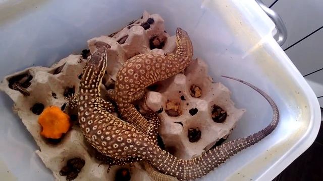 Необычное кормление кольцехвостых варанов (Varanus acanthurus) смотреть онлайн