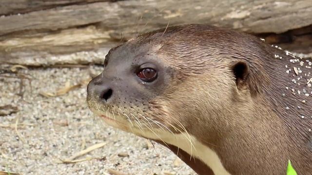 1434. Vydra obrovská, Giant Otter, Riesenotter, Reuzenotter, Бразильская выдра, Arirania amazońska смотреть онлайн