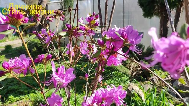 Рододендрон даурский